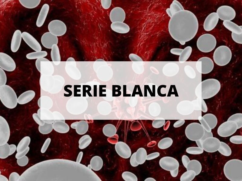 Todo sobre los glóbulos blancos, la serie blanca de las células de la sangre